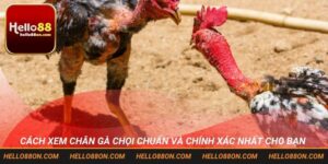 Cách xem chân gà chọi chuẩn và chính xác nhất cho bạn