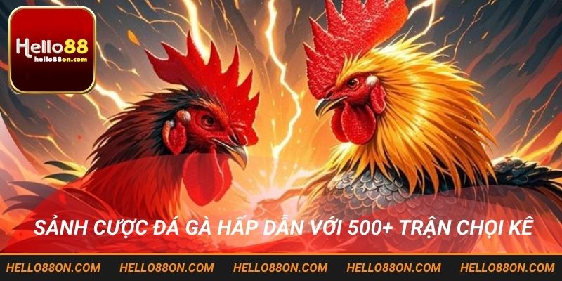 Sảnh cược đá gà hấp dẫn với 500+ trận chọi kê